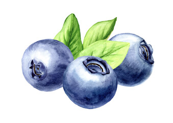 Fresh ripe wild forest blueberries . Watercolor hand drawn illustration, isolated on white background
