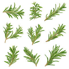 Obraz premium Fresh rosemary sprigs displayed on a white background showing different angles and arrangements taken in a kitchen setting