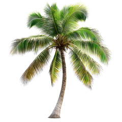 Obraz premium Coconut palm tree swaying gently under bright sunlight