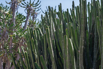 Dense cluster of tall columnar cacti, ideal for science textbooks, educational materials, or plant identification guides.