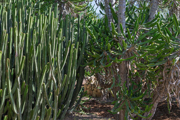 Vertical cactus stems creating a natural geometric pattern. Great for backgrounds, textures, or design mockups.