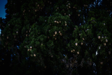 Cypress tree close-up showing detailed cone clusters. Great for organic product branding, packaging, or nature-focused campaigns.