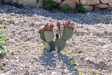 Cactus plant in a dry, sunlit field with a stone wall background. Use in gardening tutorials, survival blogs, or desert landscaping promotions.