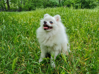 Fluffy white dog with open mouth sits in a lush green field surrounded by tall grass, appearing...