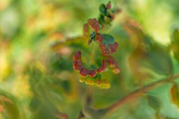 Detailed view of distorted plant leaves with red edges, likely aphid or fungal impact. Ideal for horticulture tutorials or farming diagnostics.