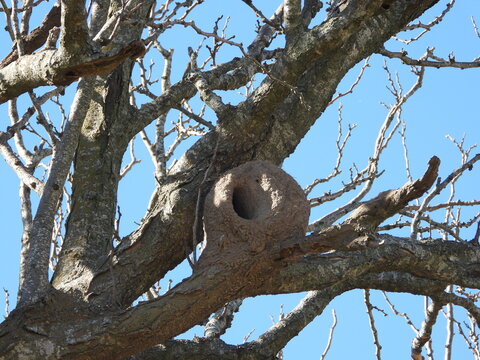 Rufous hornero nest made of mud.