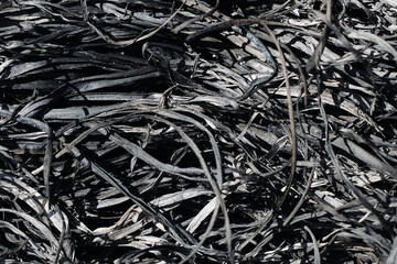 Ashes from burnt grass. Close-up of scorched dry grass and twigs after a wildfire. Natural texture of burned vegetation. Perfect for backgrounds, environmental themes, or climate change concepts