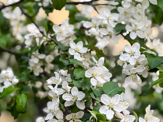 A branch of a blooming apple tree in a spring garden. Spring flower. Apple blossoms appearing in spring time, Apple-tree flowers, Blooming apple-trees. Blooming orchards. Selective focus.