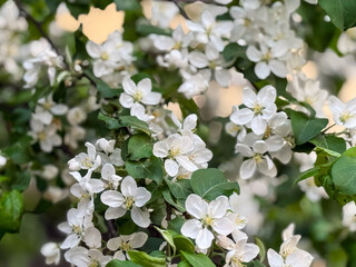 A branch of a blooming apple tree in a spring garden. Spring flower. Apple blossoms appearing in spring time, Apple-tree flowers, Blooming apple-trees. Blooming orchards. Selective focus.
