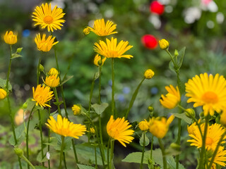 Beautiful, yellow flowers close-up. Yellow flowers in the meadow, selective focus in the front....