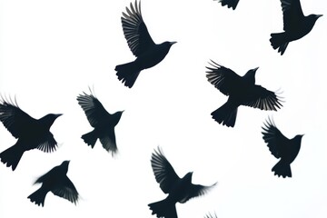 Obraz premium Slow motion flight of black birds against a pure white background captured in stunning detail