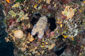 Magnosa, Scyllarides latus, detta anche cicala di mare su una parete circondata da trine di mare, reteporella grimaldii