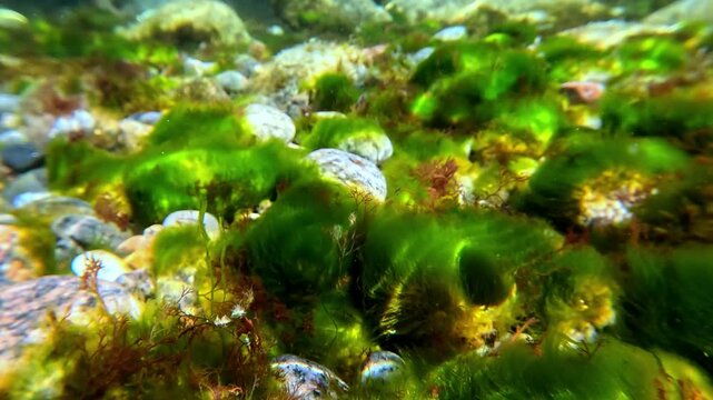 Green and red algae on rocks sway in waves in clear transparent water in the Black Sea