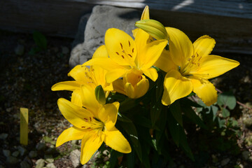 ガウチョ　ユリの花