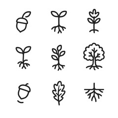Fototapeta premium Acorn Growth Stages. Outline icon set of acorn growth stages: seed germination, sprout, seedling, sapling, young oak, mature oak,