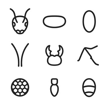 Ant Anatomy Icons. Outline icon set of ant anatomy: head, thorax, abdomen, antennae, mandibles, legs, compound eyes, petiole,