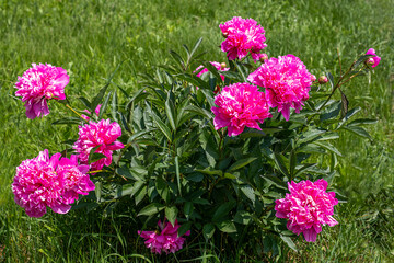 Pink blooming peonies on a sunny day in a green grassy garden.