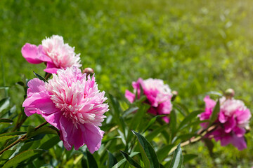 Close-up of vibrant pink flowers in a sunny outdoor garden landscape