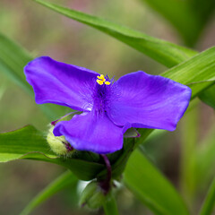 Purple flower close-up with vibrant petals and lush green foliage