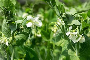 Green pea plants with white flowers in a lush sunny garden