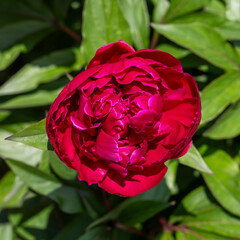 Close-up of a vibrant pink peony flower in full bloom