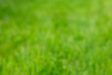 Soft defocused green grass background with vibrant color and natural texture
