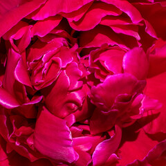 Close-up of vibrant magenta petals of a blooming flower