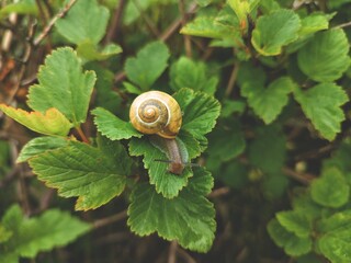 Garden snail crawling on leaves