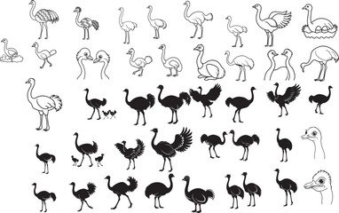 Black and White Ostrich Illustration Collection for Wildlife Decor and Fabric