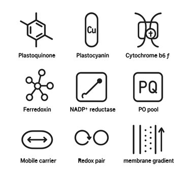 Electron Transport Icons. Outline icon set of electron transport carriers: plastoquinone, plastocyanin, cytochrome b₆f, ferredoxin