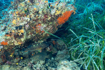 Cernia dorata, Epinephelus costae e Cernia bruna, Epinephelus marginatus sotto un masso