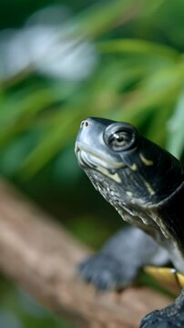 Close-up of diamondback terrapin on a branch, with detailed skin, sharp claws, and blurred green foliage in a soft, natural light