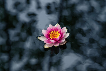 Pink lotus flower or water lily in waterr, view from above
