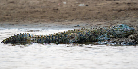 Adult Mugger Crocodile on the banks of the Chambal RIver