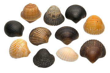 Diverse Seashell Collection Brown, Tan, and Black Shells on Transparent Background