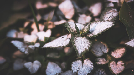 Spotted Dead-Nettle Plant with Silver-Green Leaves in Soft Natural Light