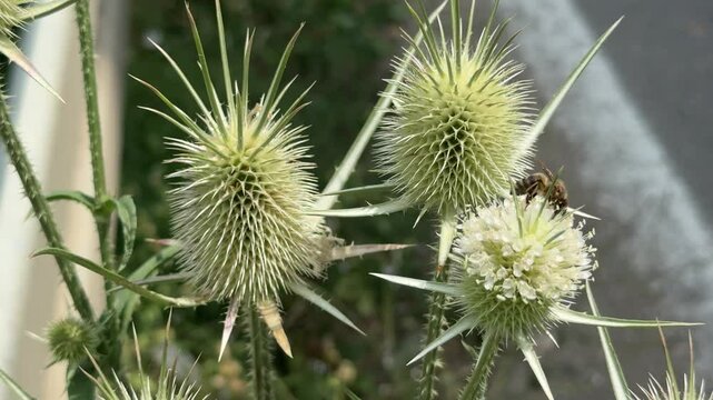 Close-up of a thistle at the edge of the road