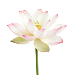 Beautiful lotus flower with delicate petals in soft pink and white hues standing elegantly on a green stem