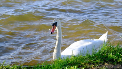 swan on the lake