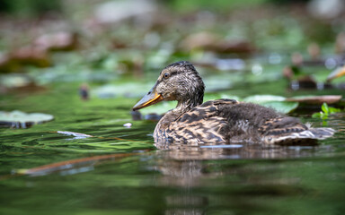 Young mallard duck among lotus flower leaves