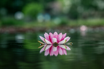 Lotus flower on green and blur background