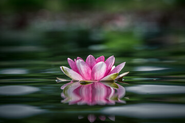 Lotus flower on green and blur background