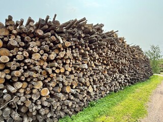 Large stack of cut timber logs piled by a dirt road in the countryside. Firewood and forestry...