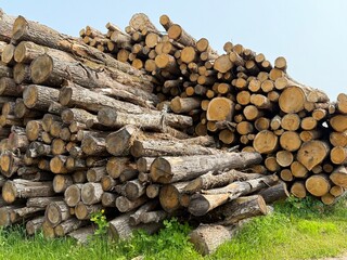  stack of cut timber logs piled by a dirt road in the countryside. Firewood and forestry industry...