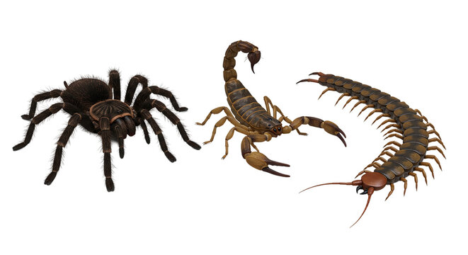 A spine chilling gathering of nature s terrors a hairy tarantula a venomous scorpion and a on transparent background