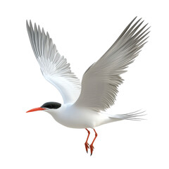 Flying bird with striking wings and bright beak captured in clear detail against a white background