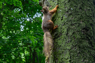 A Squirrel Climbing A Tree Trunk Showcasing Agility And Natural Beauty In The Forest. Symbol Of...