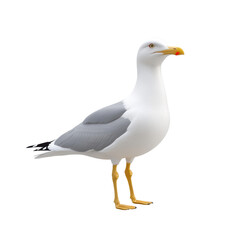 Fototapeta premium Seagull standing proudly on a white background with striking grey wings and bright orange beak