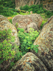 portrait view to stones and green plants in canyon 