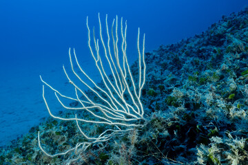 Parete con gorgonie bianche, Eunicella singularis,